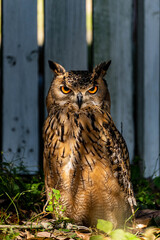 Sharp-eyed owl