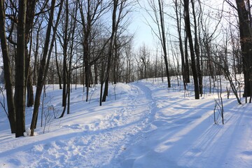 winter in the forest