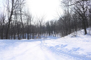 Obraz premium snow covered trees