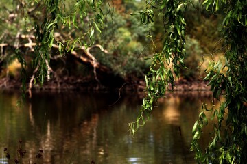 pond in the park