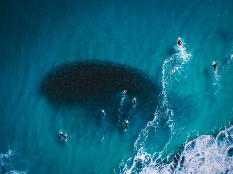 Surfers paddling over a large school of fish on the Gold Coast