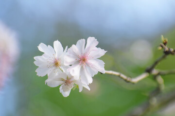 Obraz premium 十月桜