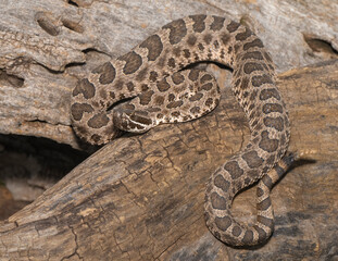 Western Massasauga Rattlesnake