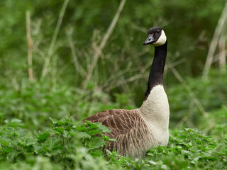 Canada Goose (Branta canadensis), Germany