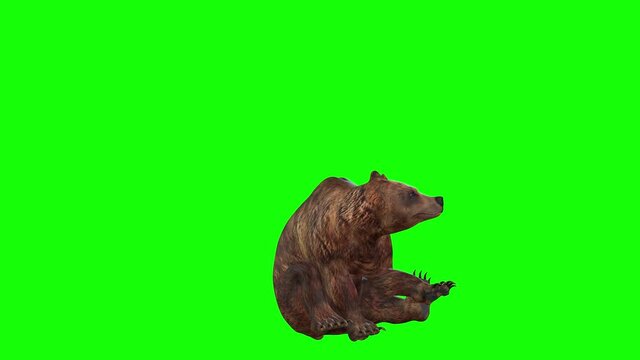 3d animation of a brown bear who sits down waves his paw while looking around him and then stands up tall.