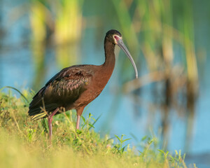White-faced ibis