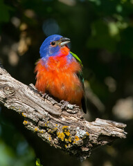 Painted Bunting male