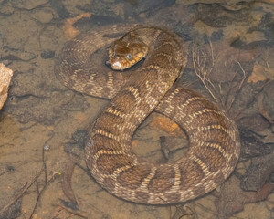 Plain-Bellied Water snake with a skinned up nose