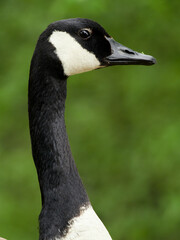 Portrait of a Canada Goose (Branta canadensis)
