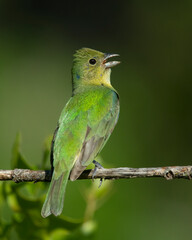 Immature Male painted Bunting