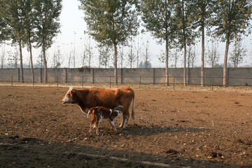 Beef cattle in the farm, North China