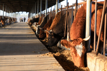 Beef cattle in the farm, North China