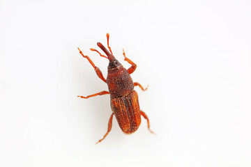 Rice weevil on white background