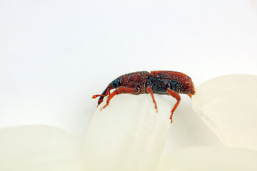 Rice weevil on white background