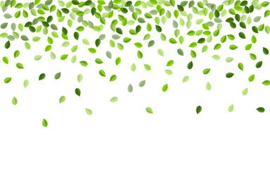 Fototapeta premium Forest Greens Fresh Vector Template. Ecology