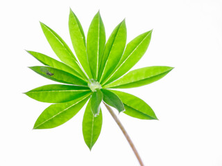 Fototapeta na wymiar Lupine plant leaf in back light