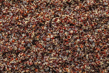 Tasty quinoa as background, closeup