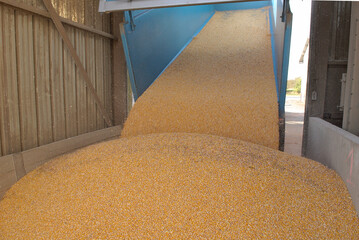 Livraison de maïs grain dans une coopérative agricole