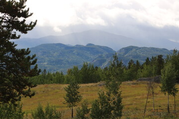 landscape with trees