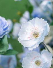 white flowers in the garden