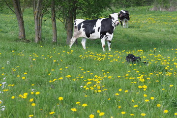 adult cow grazes in the summer on the eastern green meadow