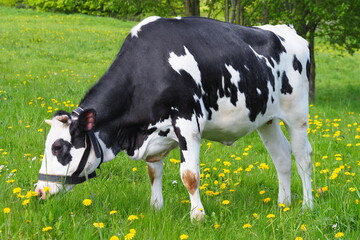 adult cow grazes in the summer on the eastern green meadow