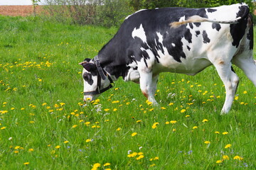 adult cow grazes in the summer on the eastern green meadow