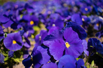 Close-up of blue flowers, many flowers, purple petals, bright color