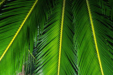 Obraz na płótnie Canvas Leaves of green palm trees
