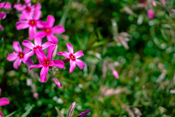 Fototapeta na wymiar Pink flower in close-up, green leaves, sunny bright day