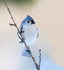 tufted titmouse standing on tree branch in winter snow