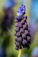 close up of a beautiful purple grape hyacinth flower blooming  under the sun isolated from the green background