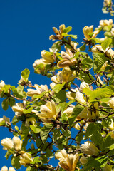 beautiful yellow magnolia flowers blooming on the branches under the clear blue sky 