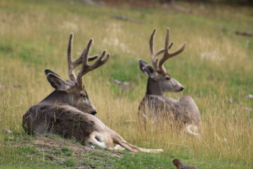 Naklejka na ściany i meble deer in the forest