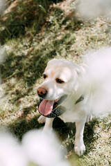 A cute golden retriever sits under a tree on the grass. The dog looks to the side with his tongue out. Labrador is resting under white flowers, sitting on green grass. Pet walk.