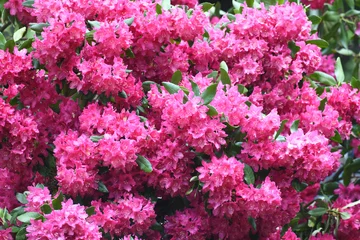 Crédence de cuisine en verre imprimé Azalée pink Rhododendron blooming in spring
