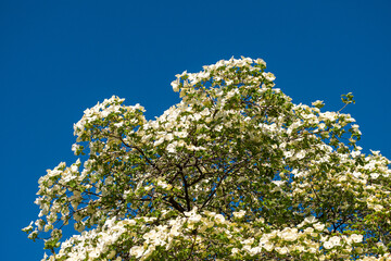 beautiful dense white dogwood flowers blooming on the tree under the clear blue sky on a sunny day