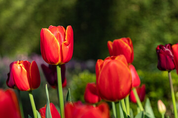 couple red tulip flowers blooming under the sun in the park