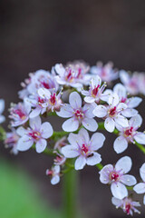 dense tiny pink flowers blooming on top of the bushes under the shade in the park