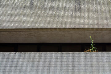 Single plant growing on a concrete wall of a modern building. Grey textured tiles weathered giving an abstract image.