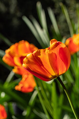 couple orange tulip flowers blooming under the sun in the park