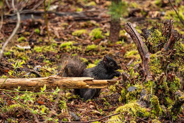 one cute grey squirrel eating something behind fallen branches in a damp forest