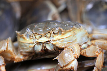 A close-up of fresh river crabs