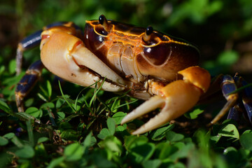 Wild Crap at Kaeng Krachan National Park in Thailand