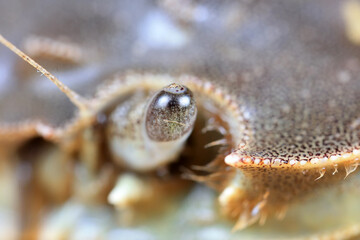 Compound eyes of river crab, macro photos