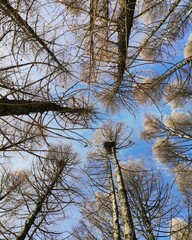 trees against sky