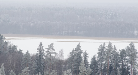 Aerial view of forest by the Usma lake in winter day, Latvia.