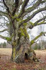 Old oak with a cavity, Rumba, Latvia