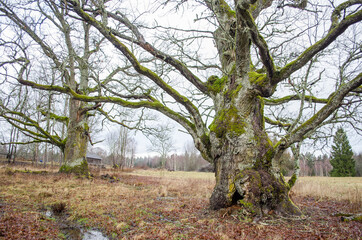 Old oak with a cavity, Rumba, Latvia