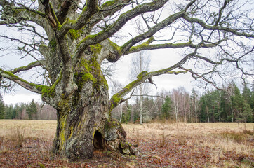 Old oak with a cavity, Rumba, Latvia